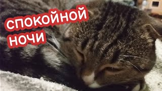 : VLOG    