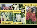 Гортензии метельчатые. Обзор цветения. #кустарник #цветокгортензии