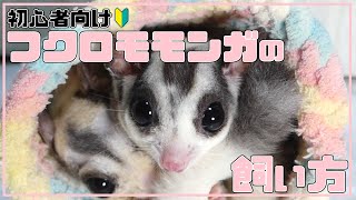 【 初心者向け 】フクロモモンガ の 飼い方 【これからフクロモモンガを飼おうと思っている方へ】