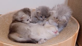 It's milk time! The kittens waking up their oversleeping siblings were so cute...