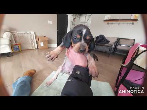 Video: Wie lange dauert es, bis Bluetick Coonhound-Welpen ihre Farbe ändern?