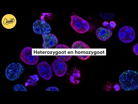 Video: Is heterozygoot hetzelfde als hybride?