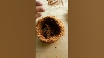 #REALISTIC #DIY BIRD NEST WITH COCONUT SHELL #coconutcraft #coconutshellideas #easy #shorts #easydiy