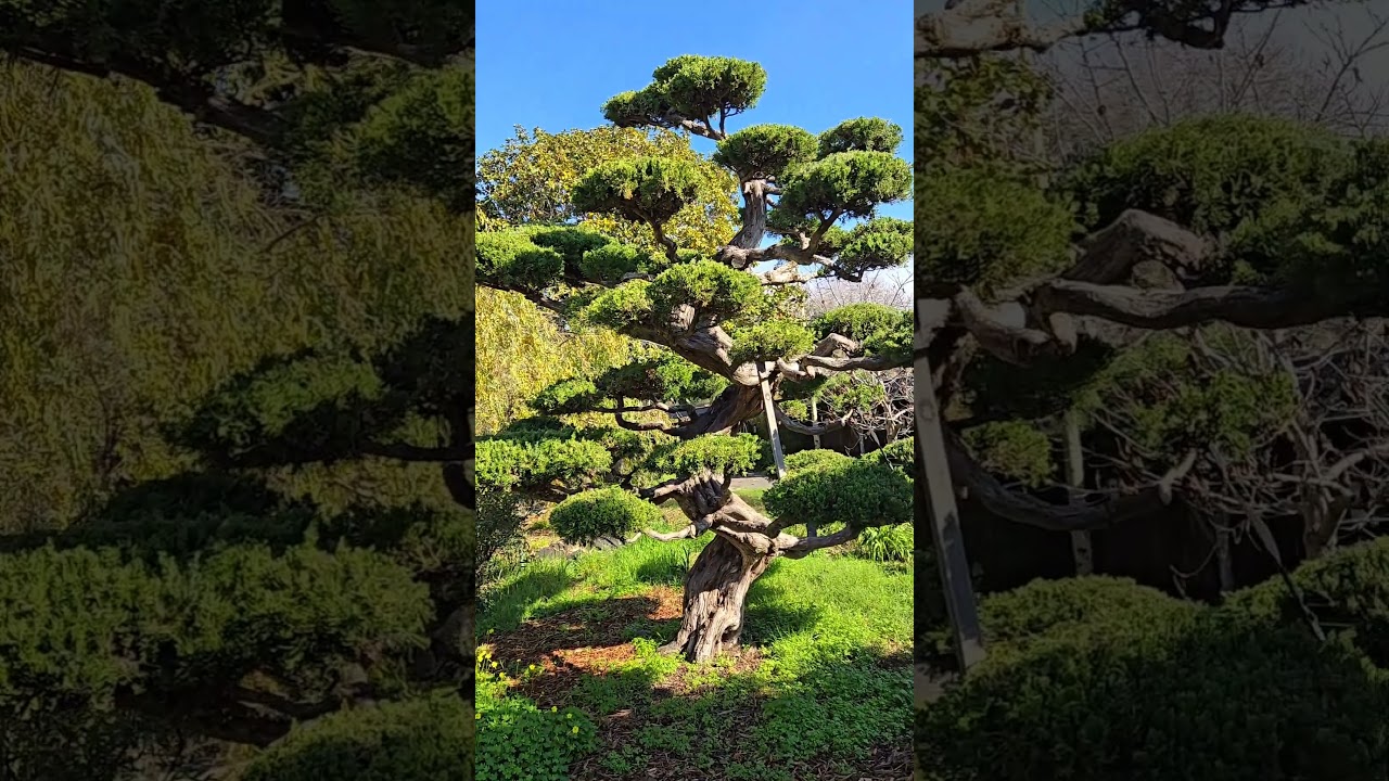 Beautiful Days Walks at Lake Merritt Bonsai Garden in Oakland #2026#friends#love #relaxing #enjoy