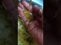 এই গরমের দুপুরে আম মাখা 🤤🤤🤤 #youtubeshorts #flowers #unfrez
