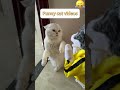 Funny Cat Videos Collection Viral Dontlaught Catvideos Funny Shortvideo Funny Cat Videos Collection Viral Dontlaught Catvideos Funny Shortvideo
