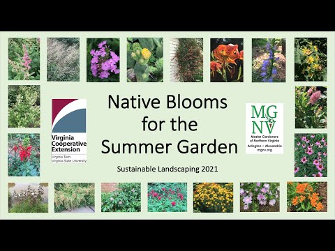 Video: Summersweet Plant - Suggerimenti per la cura di Clethra Alnifolia