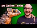 Top 5 Reptiles That Can Live in a 20 Gallon Enclosure FOREVER!