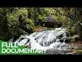 Brazil&#39;s Atlantic Forest - Nature Paradise in Danger | Free Documentary Nature