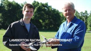 Lamberton Racing Pigeons Episode #3