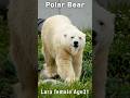 足つぼゾーンも平気で歩くホッキョクグマ「リラ」#polarbear #shorts