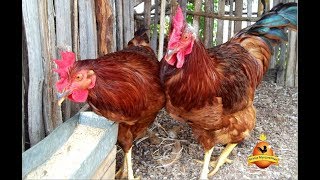 Frangos Reprodutores Reservas