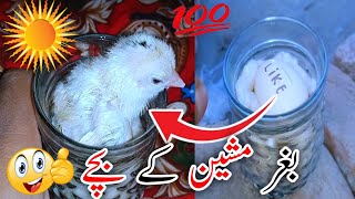 Without incubator Egg Hatching|How to hatch eggs at home without incubator\/Egg Hatching in Sunlight😍