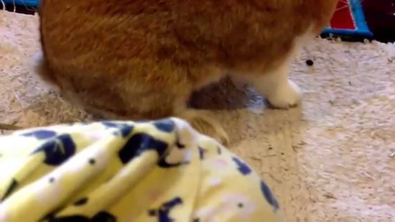 うさぎはオナラをするのか ウサコッツ飼育日記