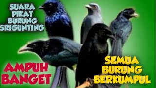 SUARA PIKAT BURUNG SRIGUNTING 100 % SANGAT AMPUH