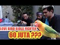 60 JUTA...!! DENNY CAGUR TAKE OVER LOVEBIRD BIOLA FIGHTER  DURASI