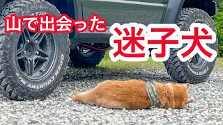 【迷い犬】【ジムニー】山の中で迷子の柴犬と遭遇しました兵庫県氷ノ山　　#迷子犬 #柴犬 #しばいぬ