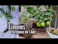 Propagar Esquejes de Limón  🌿 Limonero en Maceta por Medio de Esquejes - Limones 🍋en Menos de 1 AÑO