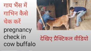 गाय भैंस में गाभिन कैसे चेक करें||pregnancy check in cow buffalo||