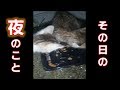 溝におっこちた子猫を救出した夜 お腹が空いてもりもり食べる