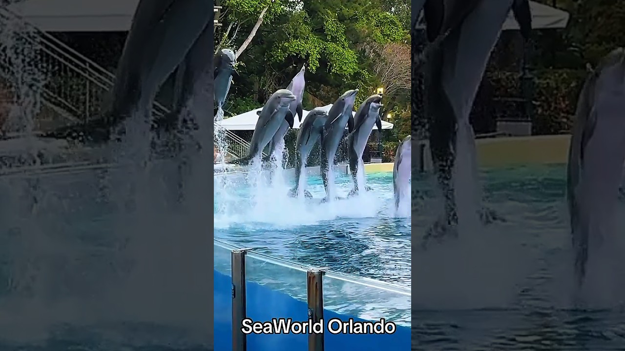 Dolphin😘🐬SeaWorld show live