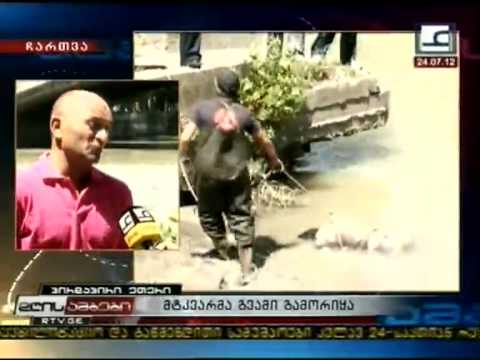 მტკვარმა გვამი გამორიყა