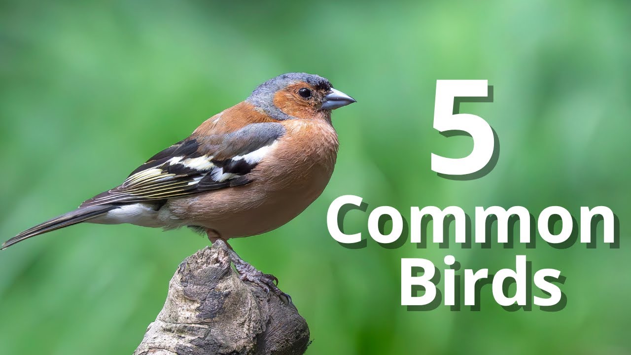 5 Garden Birds You Can Easily Recognise