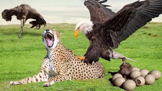 Omg! Eagle Killed Cheetah Cubs When Mother Cheetah Steal Ostrich Eggs - Ostrich Fail Protect Baby
