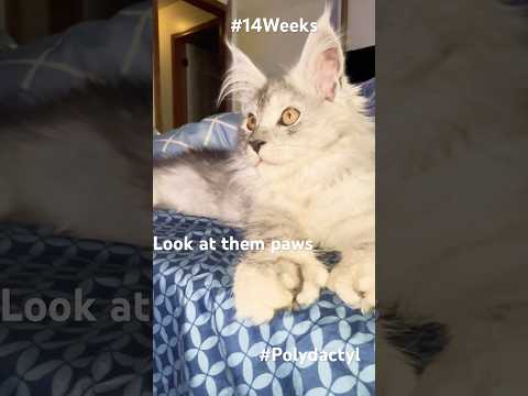 “14 Week Old Polydactyl MaineCoon 👑 Look At Those Paws” #petlover #instapets #petfinder #petphotos