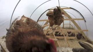 We built a winter coop AKA Hoop House/Greenhouse. Now that the chickens have moved back out on to pasture, we will plant our 