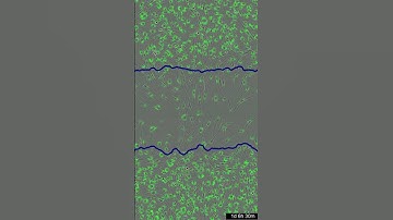 Scratch Wound Migration and Invasion Assays for Incucyte® Live-Cell Imaging & Analysis