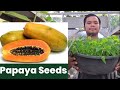 HOW TO PLANT PAPAYA SEEDS | Let's Dong it