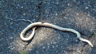 Scavengers Attracted to Carcass of Japanese Keelback Snake by sigma1920HD 140 views 11 days ago 1 minute, 58 seconds