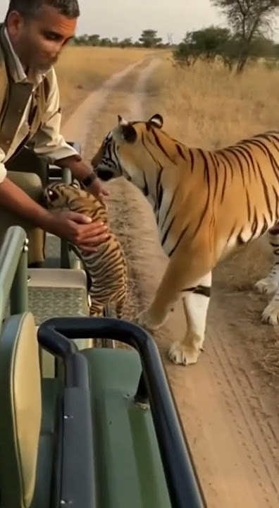 Download lagu Mother Tiger Gently Shows Her Cub to Tourists