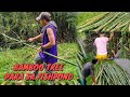 NANGUHA KAMI NG BAMBOO TREE PARA SA FISHPOND