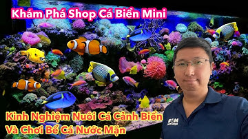 Khám Phá Shop Cá Biển Mini | Kinh Nghiệm Nuôi Cá Cảnh Biển Và Chơi Bể Cá Nước Mặn | Mon Aqua Store