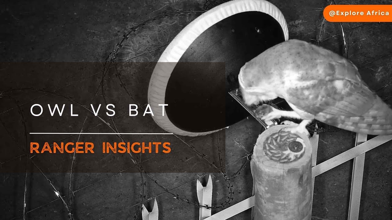 OWL EATS BAT Ranger Insights YouTube