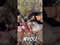 EVERYONE SHOULD Coues...
