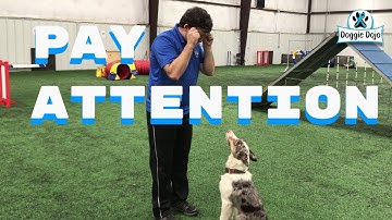 Get Your Dog To Pay Attention with the NAME GAME - #MinWinDog