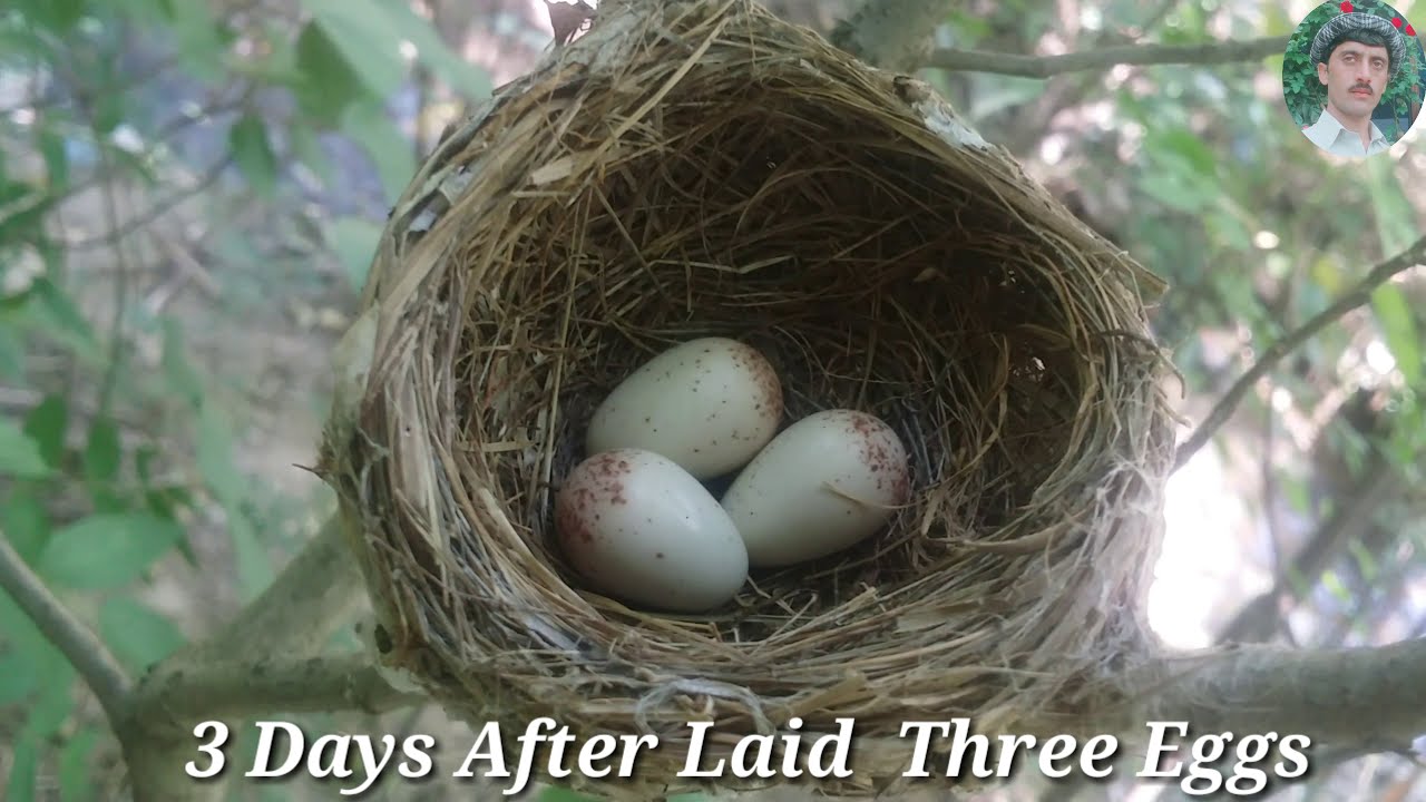 Bird Hatching Eggs In Nest‌‌. YouTube