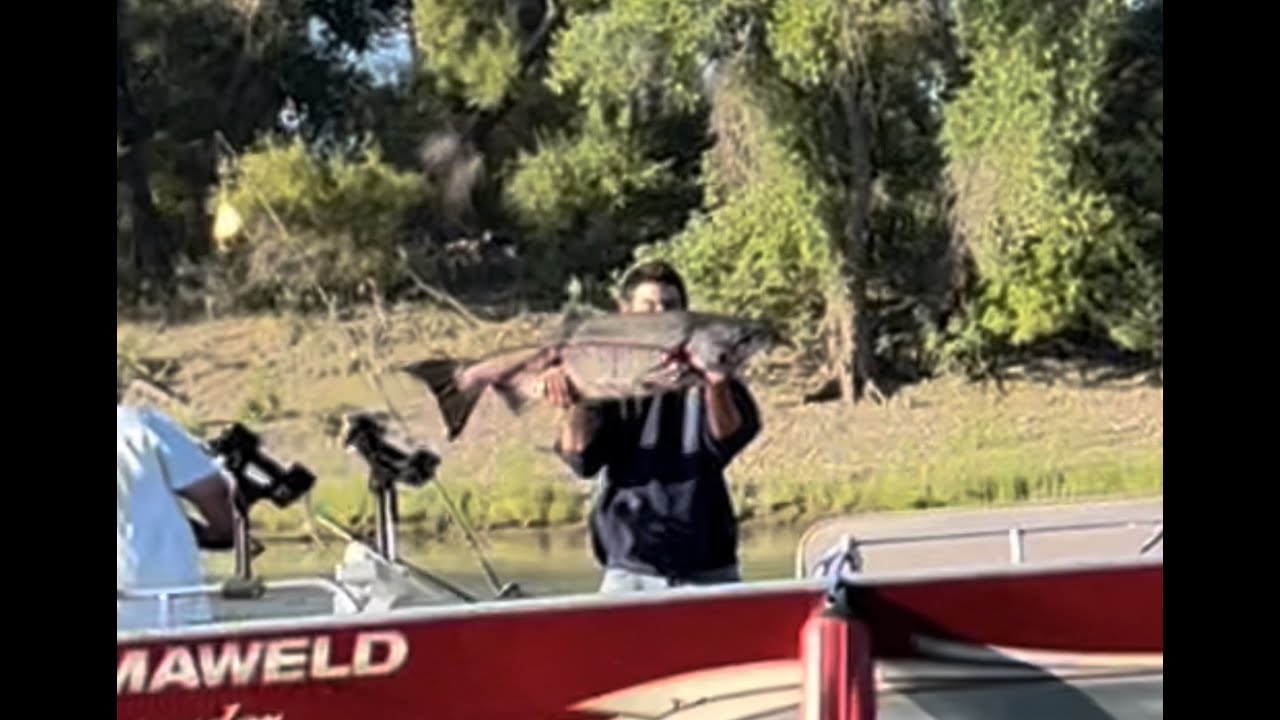 Salmon Fishing at Sacramento River YouTube