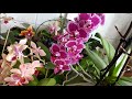 81. Начались ПРОБЛЕМЫ с ОРХИДЕЯМИ! Обзор моих орхидей в полистироле в мае 2020