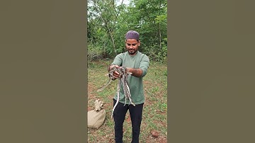 indian Rock Python Non Venomous🟢 (python molurus)#nature #wildlifephotography #naturephotography
