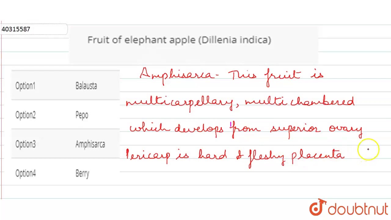 Fruit of elephant apple (Dillenia indica)
