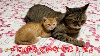 【保護子猫】小豆にママが出来ました！I'm Komame's new mother.【体重760g】