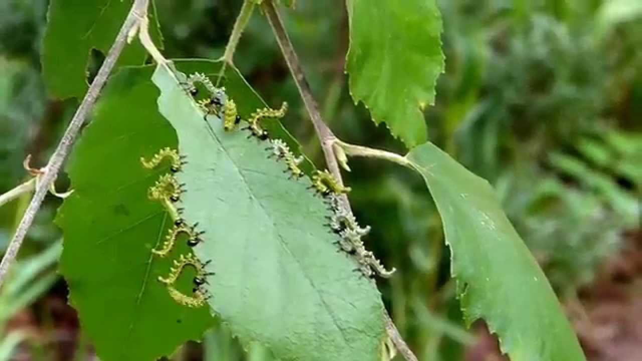 Sawfly larvae "flipping"