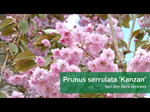 Video: Kan du beskære en prunus serrula?