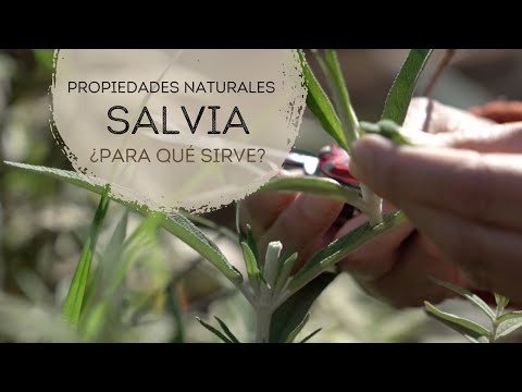 Vídeo: Propiedades útiles De La Salvia