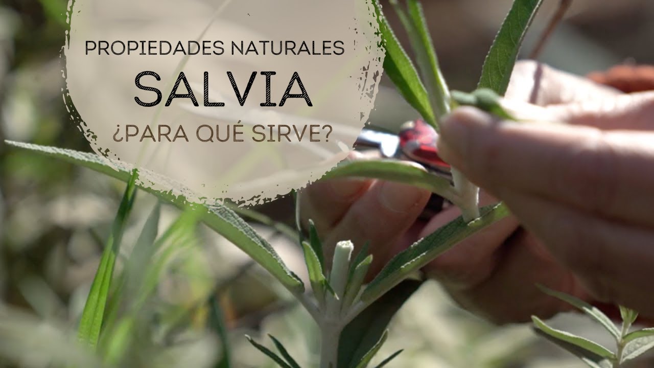 Cómo usar la Salvia Blanca? - Teraviva