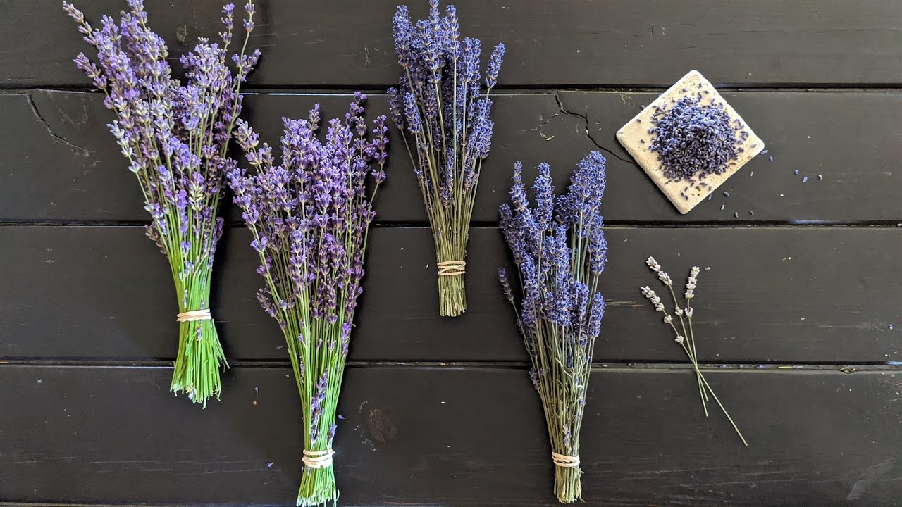 Dried Lavender Bunches - Lavender Bee Farm